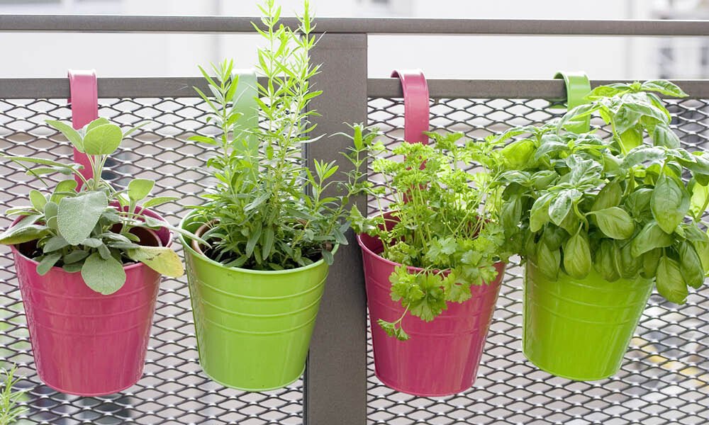 Magazin Kräutergarten