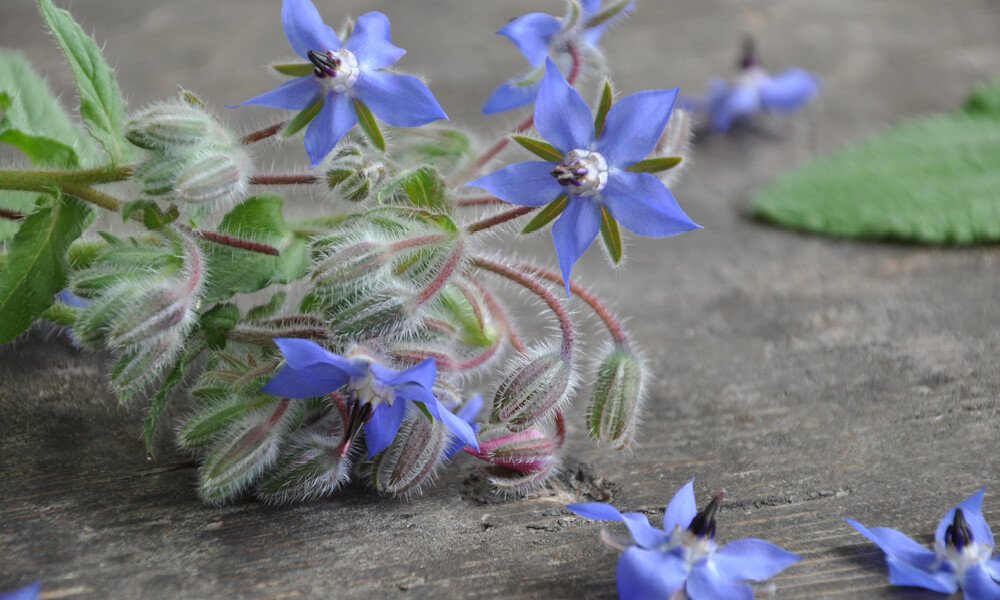 AdobeStock 67441536 1000x600px