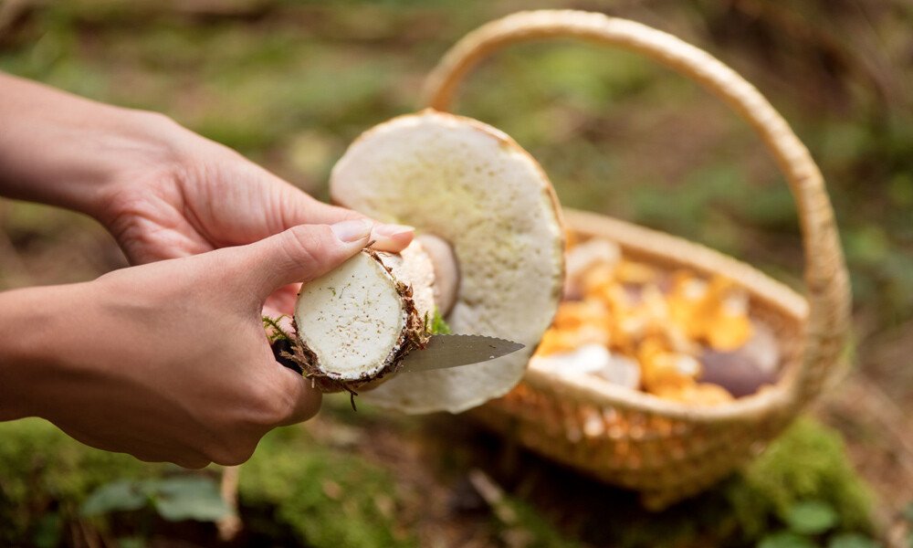 magazin-pilze-verarbeiten id99715