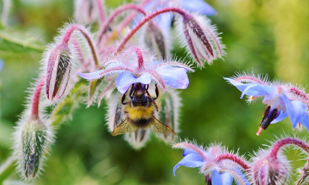 Magazin Kräutergarten