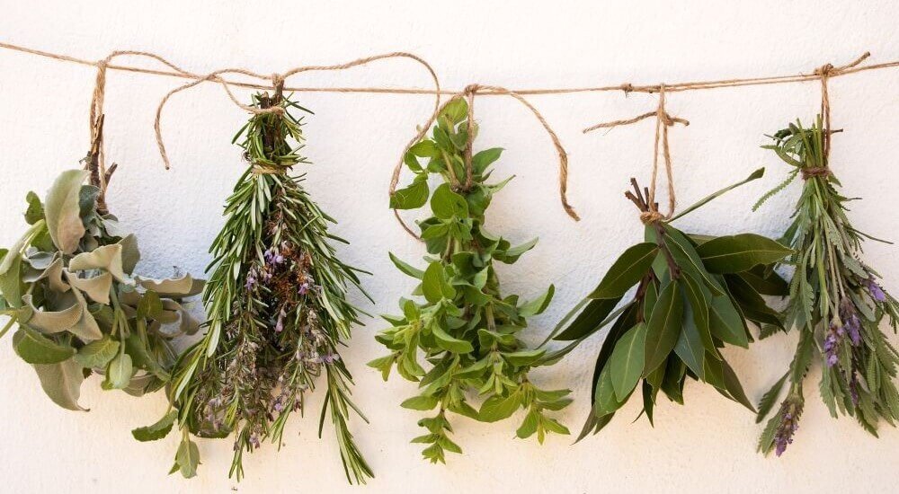 Kräuter trocknen