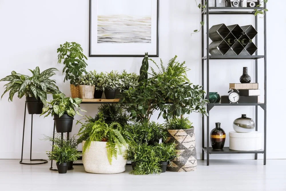 urban jungle in weiss