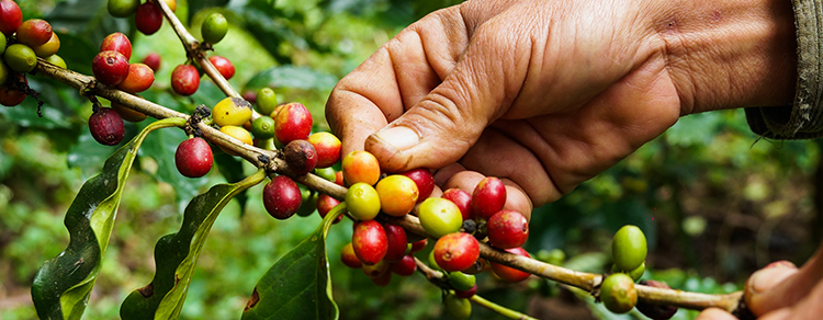 Kafeeernte