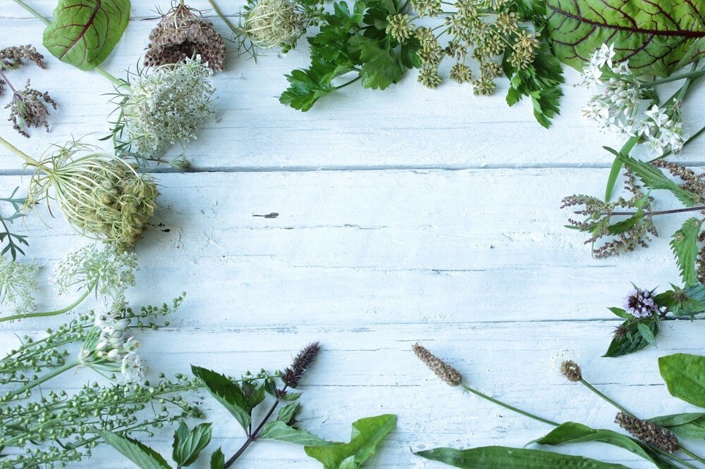 wildkraeuter-beitragsbild