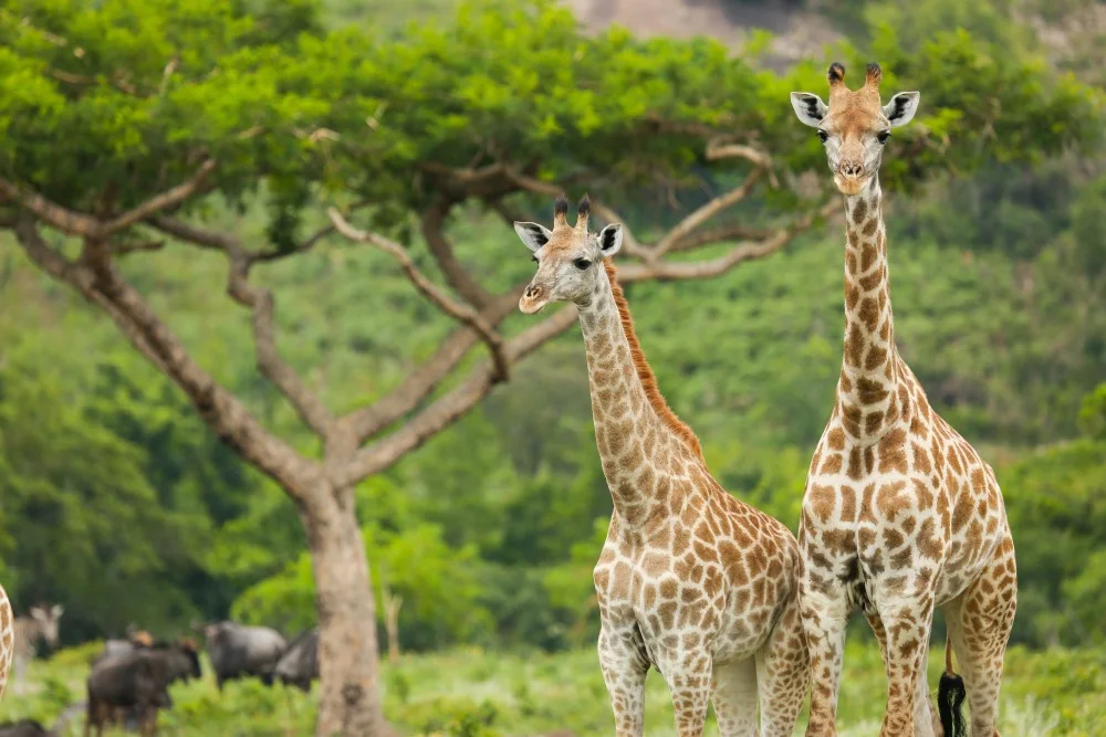 giraffen und waelder