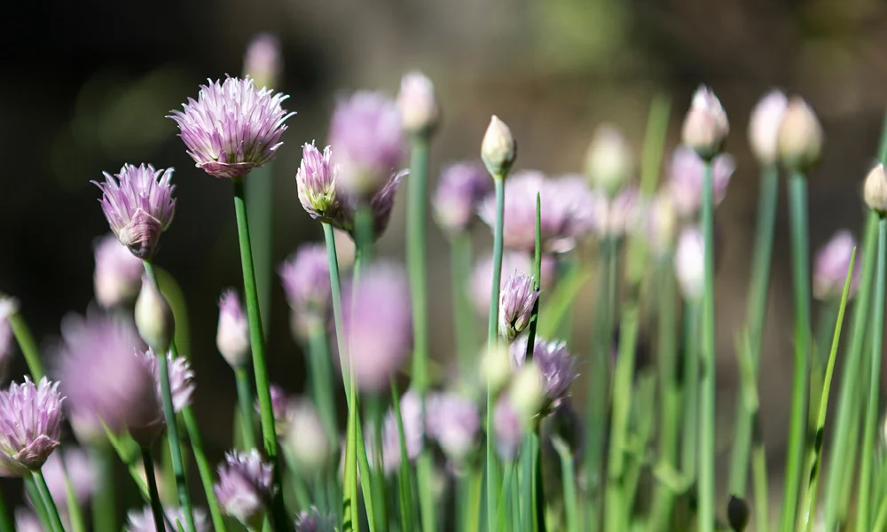 Schnittlauchblüten auf der Wiese