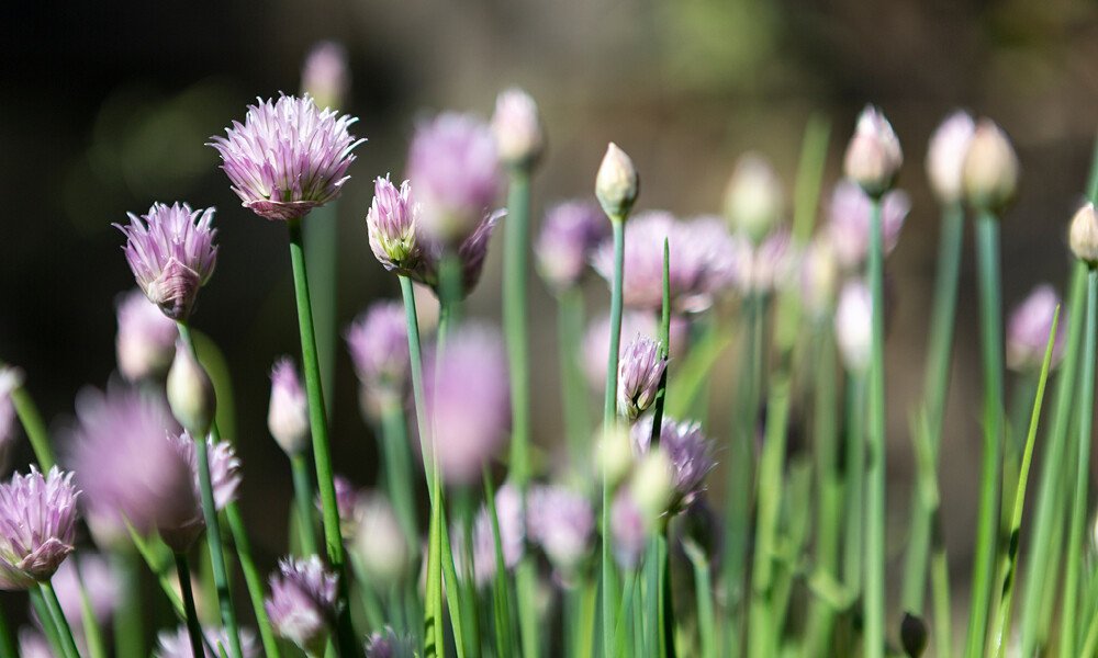 Schnittlauchblüten auf der Wiese