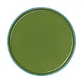 Teller 24 cm Tapero & Ti amo viva Verde ASA