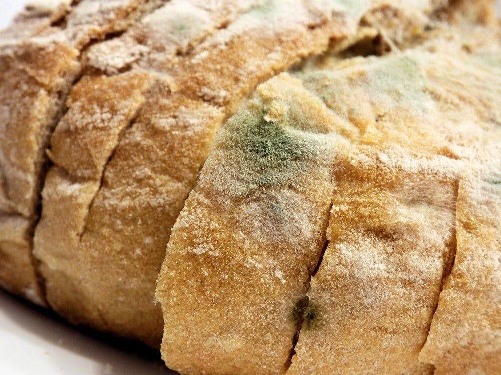 verschimmeltes brot
