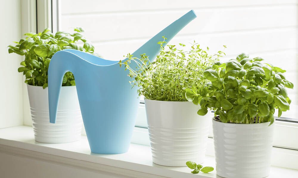 Magazin Kräutergarten