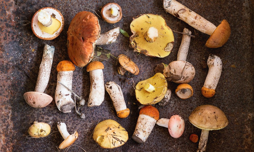 magazin-pilze-verarbeiten id99717