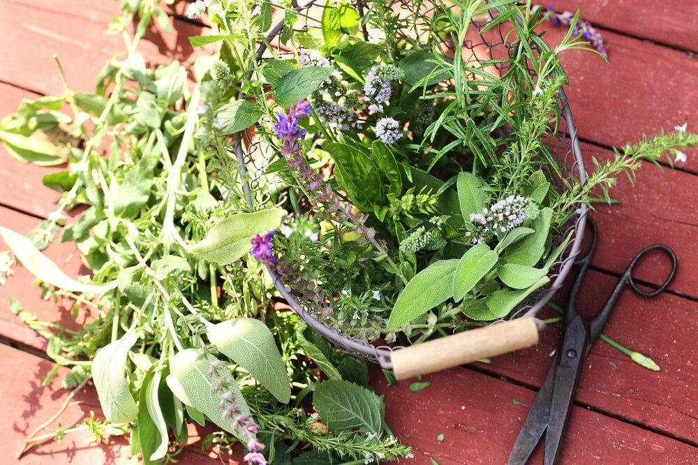 wildkraeuter-gesammelt.