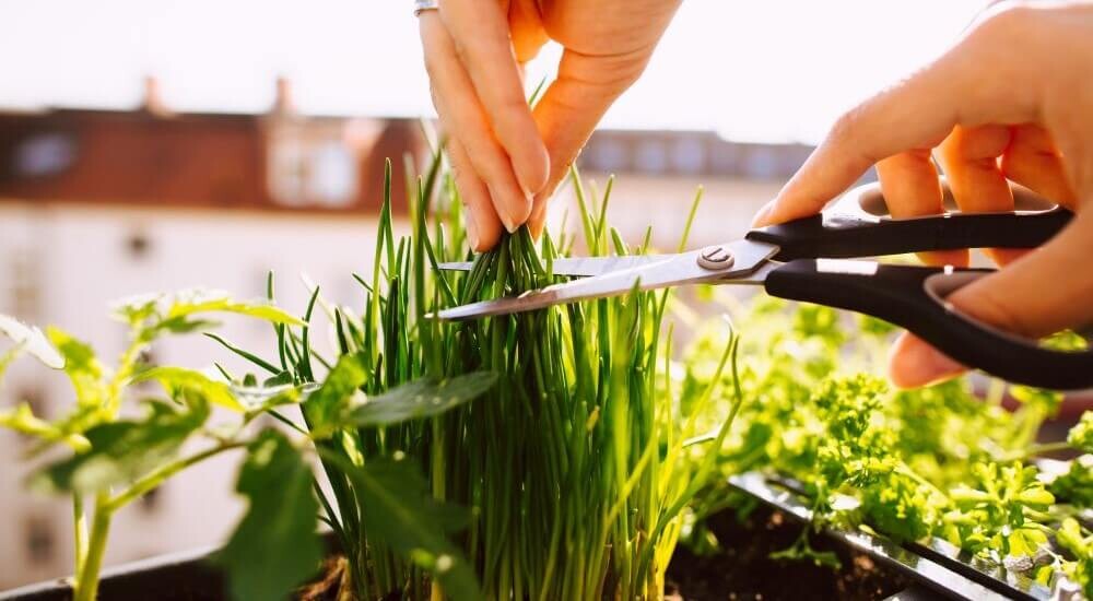 Kräuter schneiden