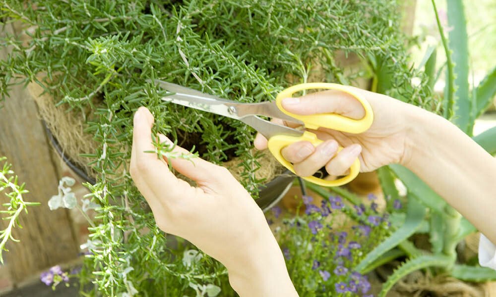 Magazin Kräutergarten