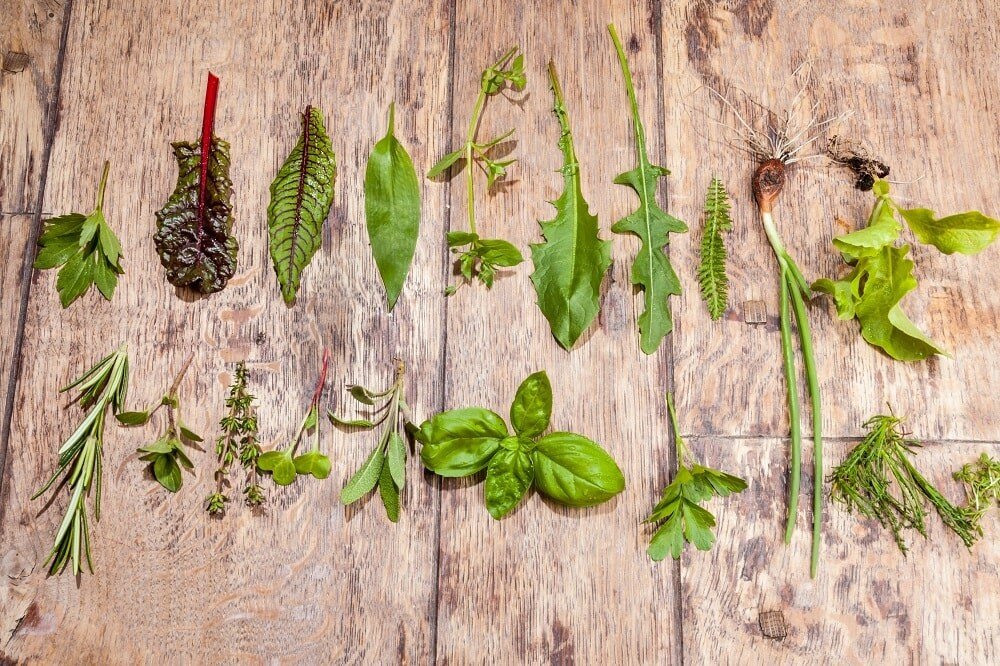 wildkraeuter-uebersicht